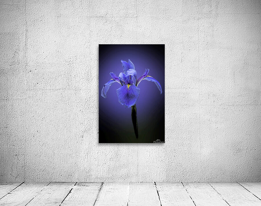 Iris Art Wall Preview