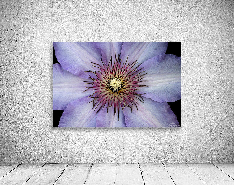 Clap Burst Wall Preview