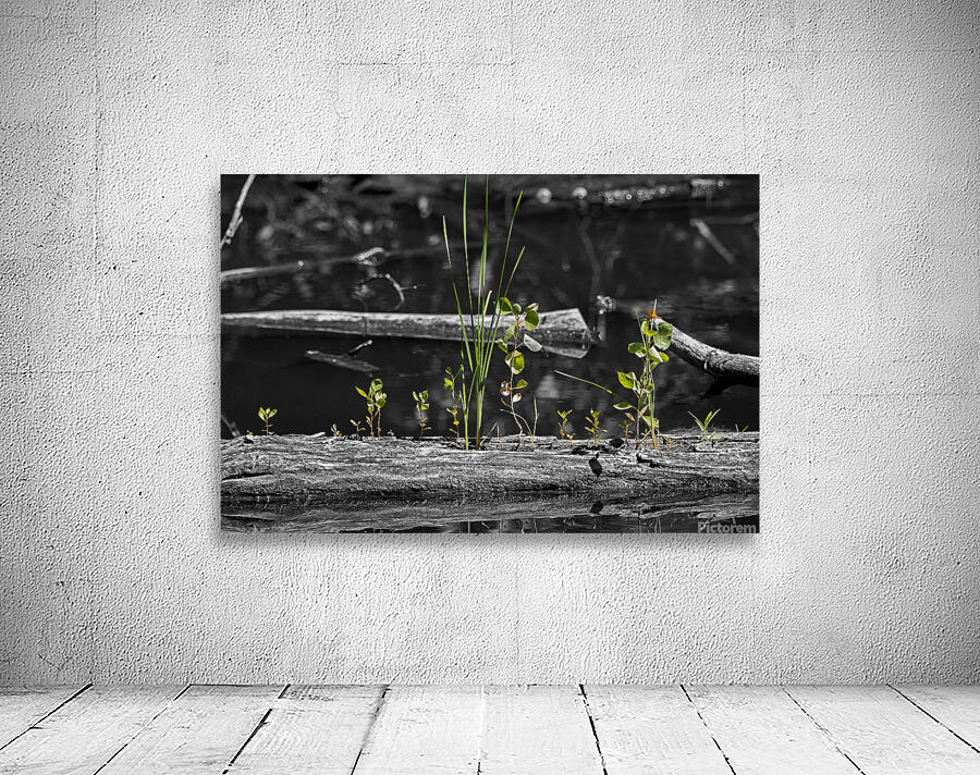 Life from the Decay Wall Preview