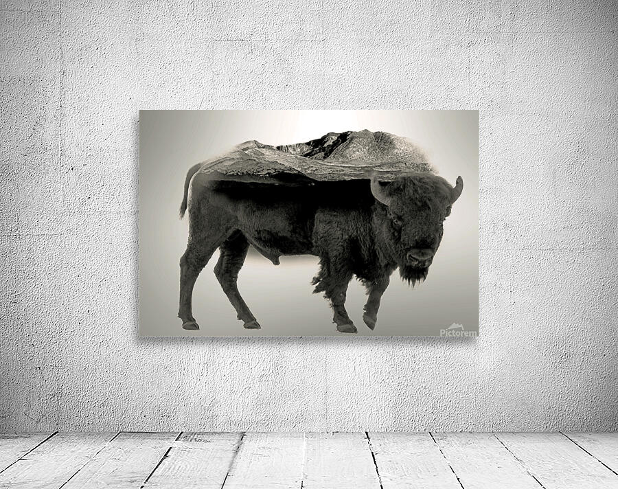 Rocky Mountain Bison  Wall Preview
