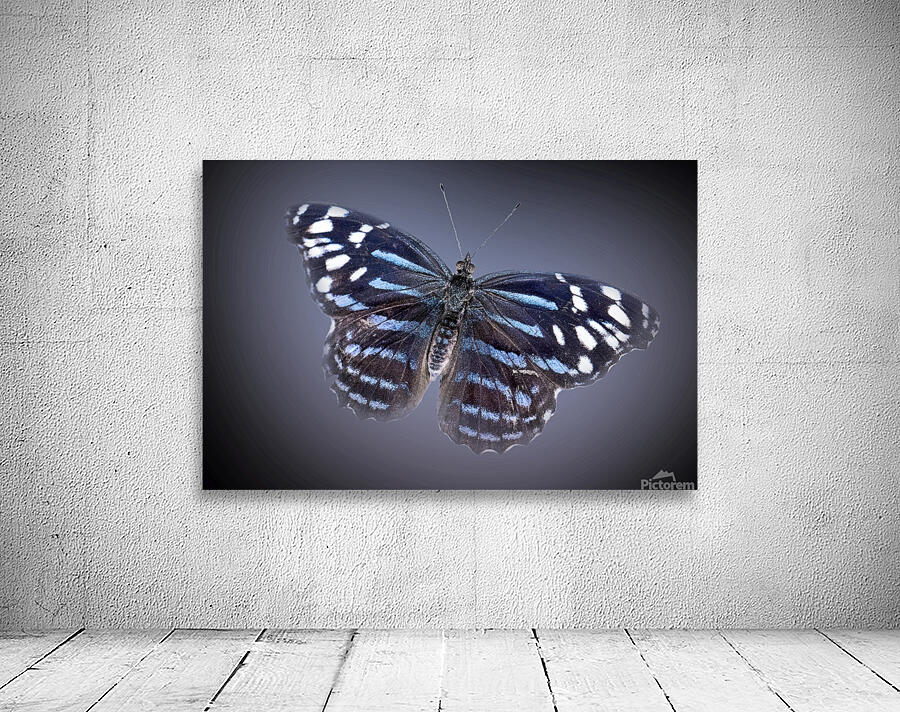 And Im Feeling Blue Wall Preview