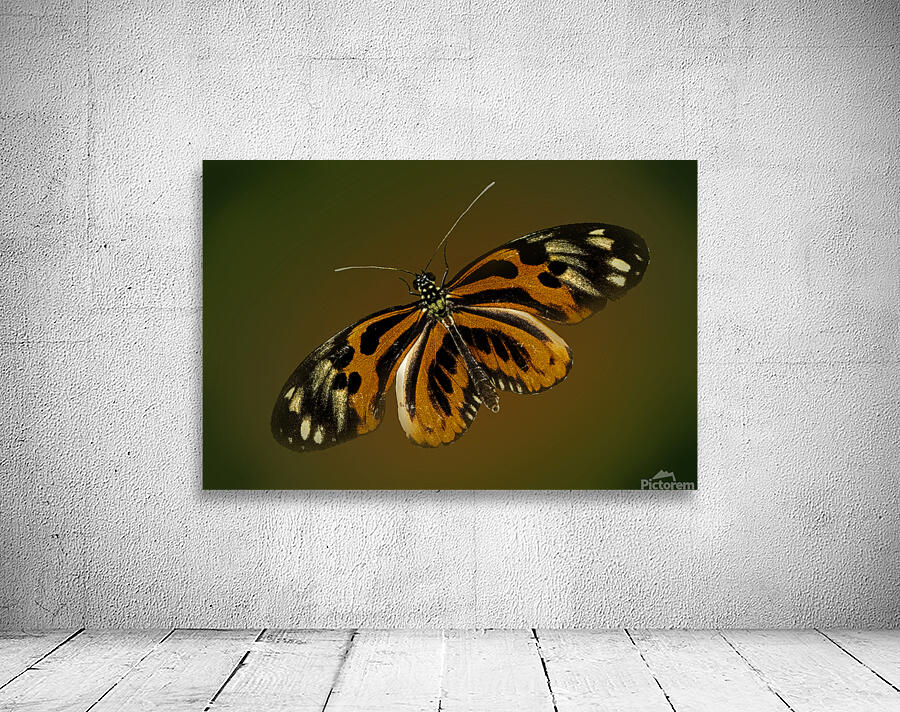 Tiger Wing Wall Preview