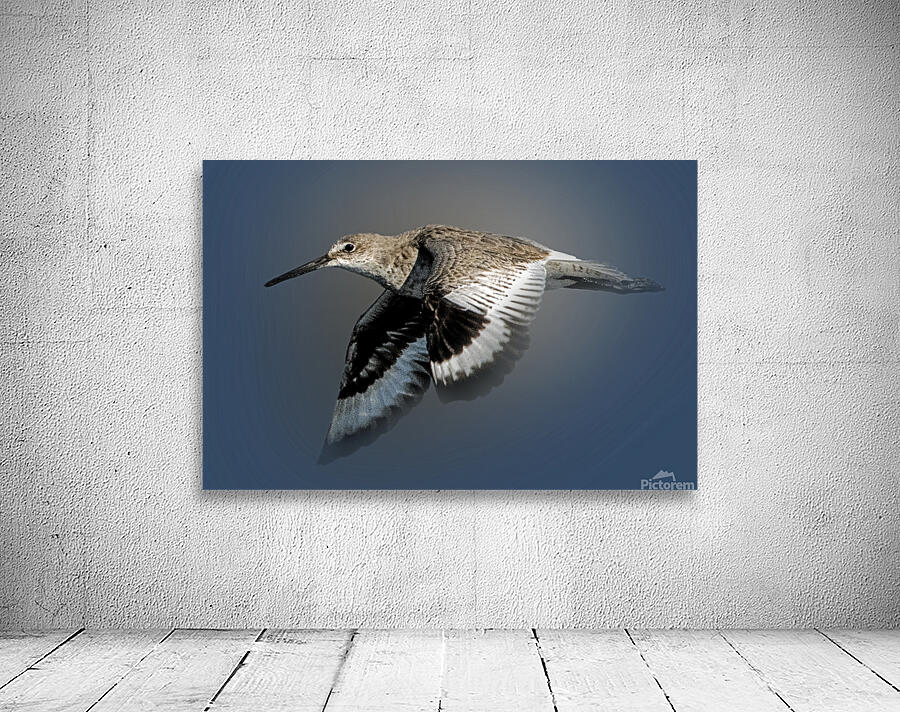 Or Willet Wall Preview