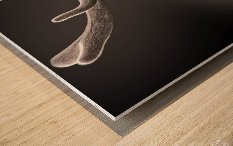 A New Crown Wood print