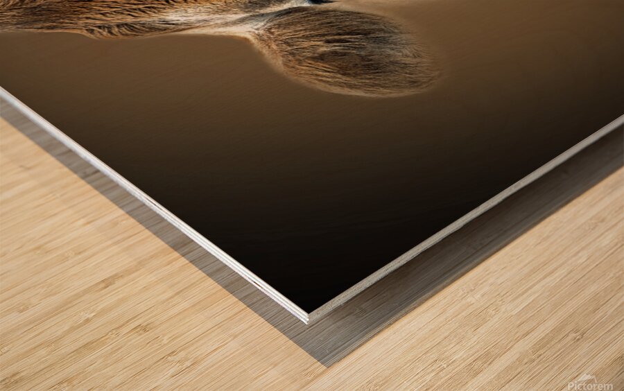 Over the MOOON Wood print