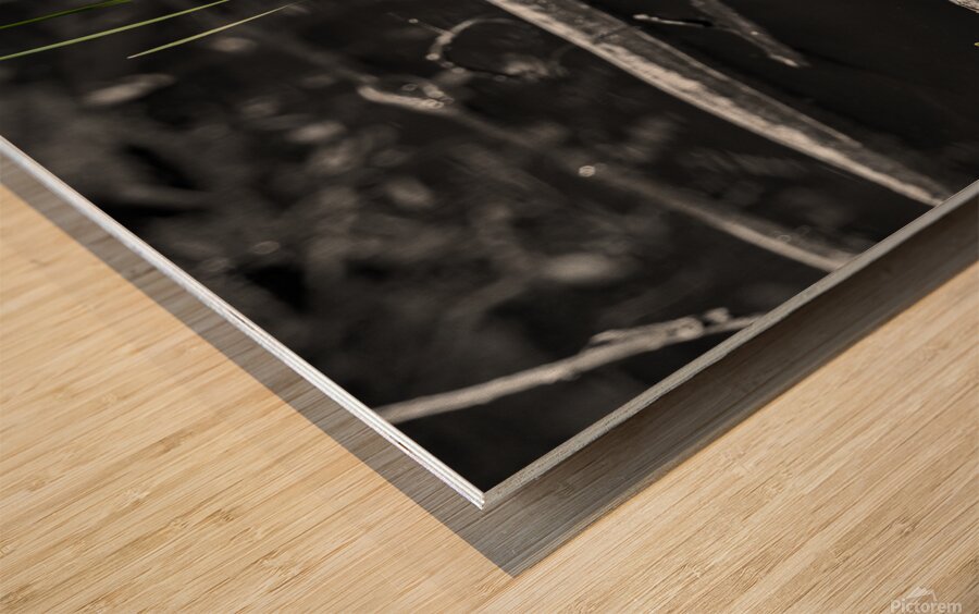 Life from the Decay Wood print