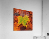 ST-Maple Acrylic Print