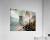 Succulents Plants Leaves Macro Fat Plants Close Up Acrylic Print