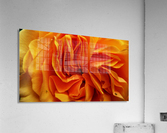 Orange Flower Petals Macro Close Up Golden Yellow Acrylic Print