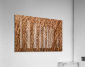 Abstract Background Branch Brown Color Flora Acrylic Print