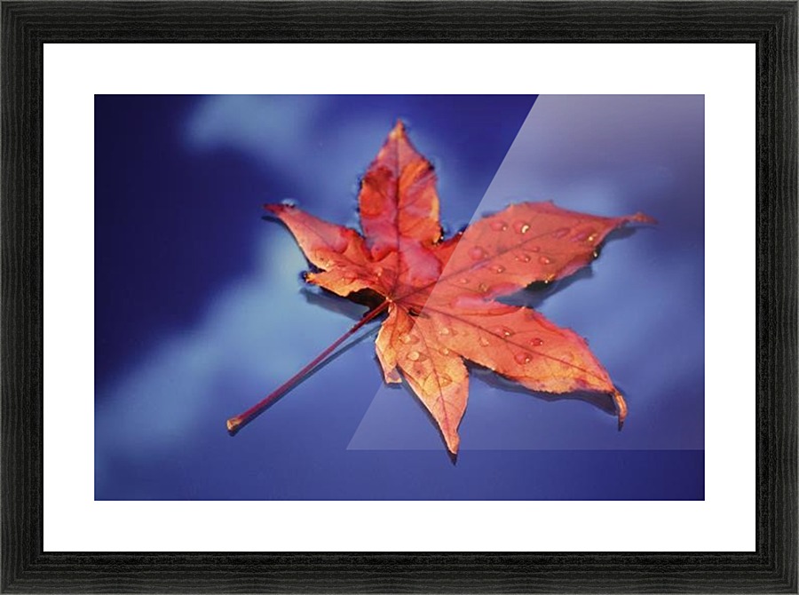 landscape_2_0369 Picture Frame print