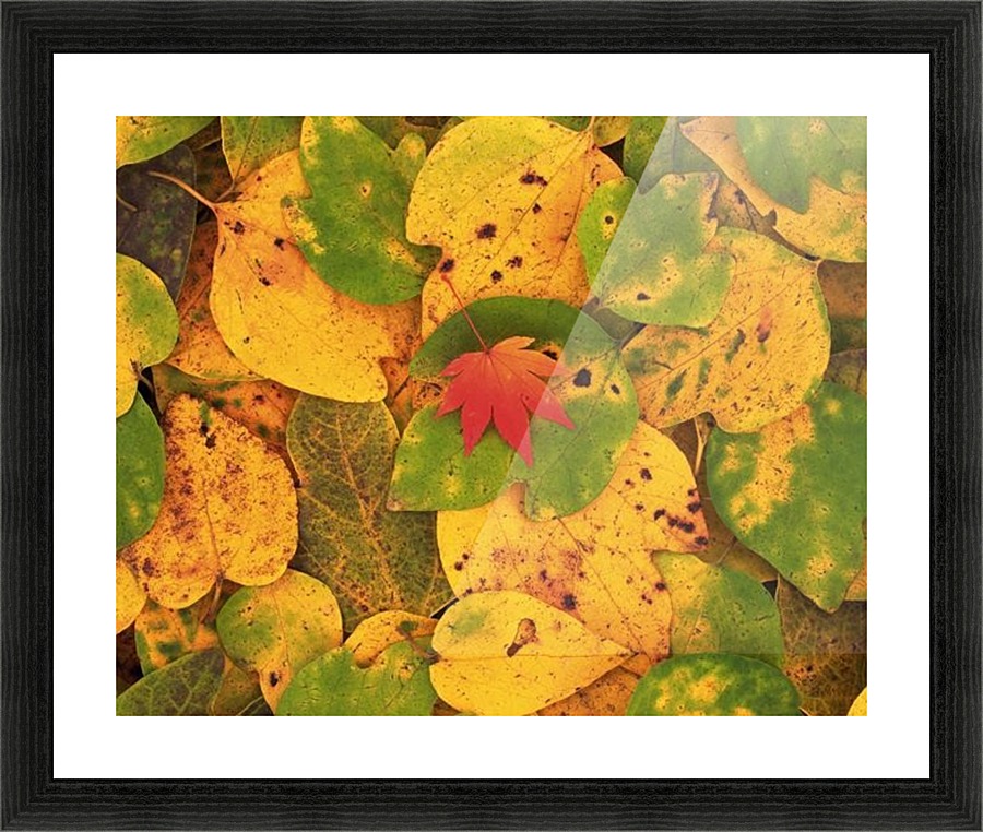 landscape_2_0669 Picture Frame print