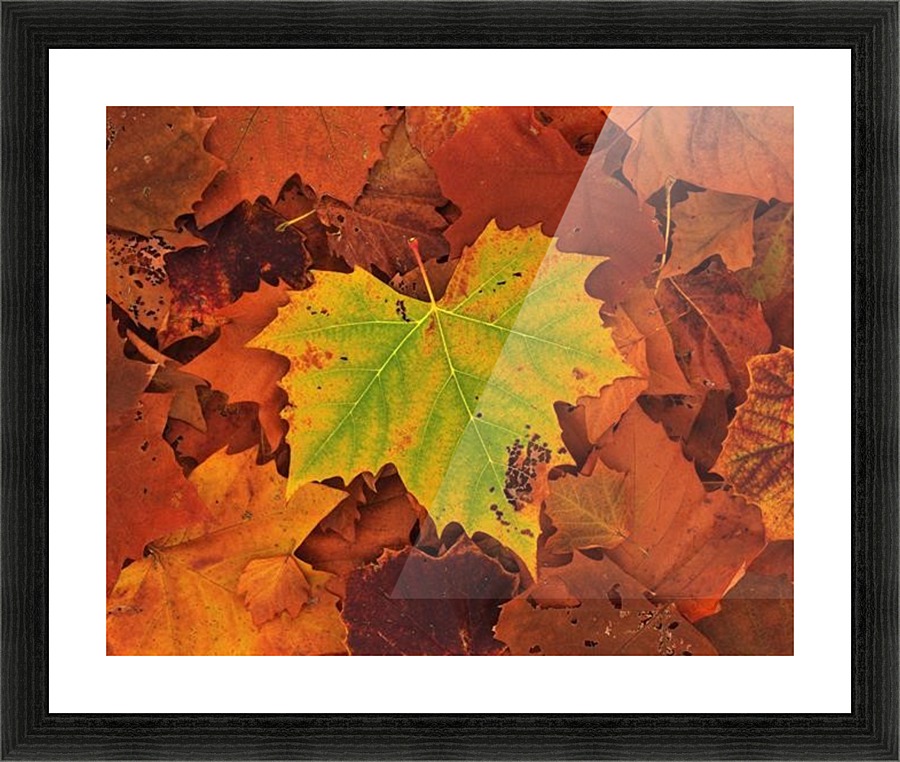 ST-Maple Picture Frame print