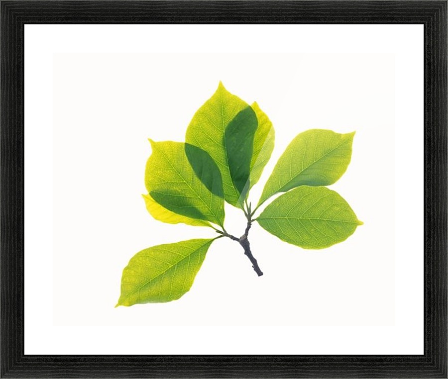 landscape_2_0698 Picture Frame print