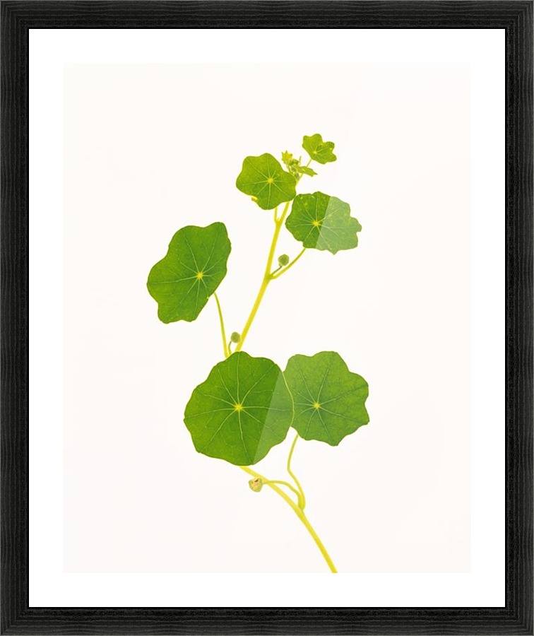 landscape_2_0728 Picture Frame print