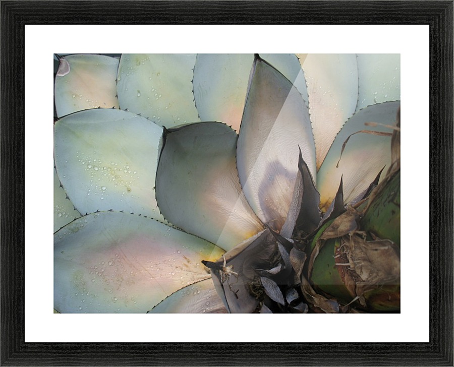 Succulents Plants Leaves Macro Fat Plants Close Up by STOCK PHOTOGRAPHY
