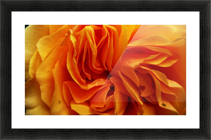 Orange Flower Petals Macro Close Up Golden Yellow by STOCK PHOTOGRAPHY