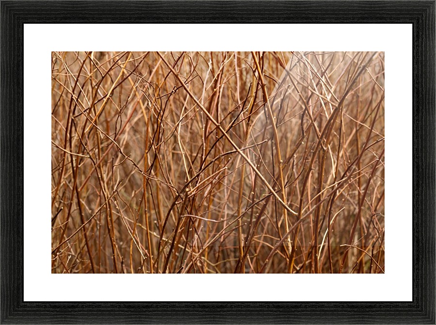 Abstract Background Branch Brown Color Flora by STOCK PHOTOGRAPHY