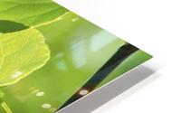 landscape_2_0989 HD Metal print
