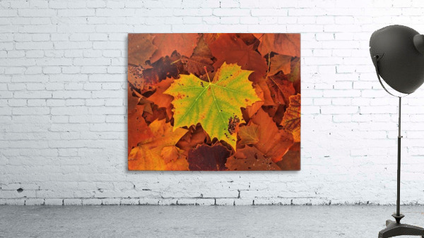 ST-Maple Wall Preview