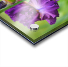Floral Collection 2 Acrylic print