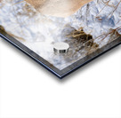Wildlife Acrylic print