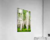 Colorado Landscapes 25 Acrylic Print