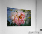 Floral Collection 1 Acrylic Print