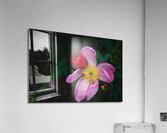 Floral Collection 3 Acrylic Print