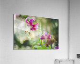 Floral Collection 3 Acrylic Print