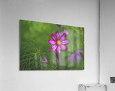 Floral Collection 5 Acrylic Print