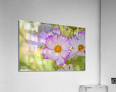 Floral Collection 1 Acrylic Print