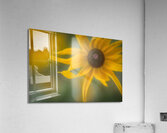 Floral Collection 4 Acrylic Print