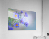 Floral Collection 7 Acrylic Print