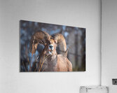 Wildlife Acrylic Print