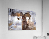 Wildlife Acrylic Print