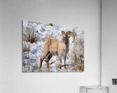 Wildlife Acrylic Print