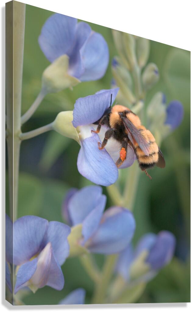 Floral Collection 5 Canvas Print