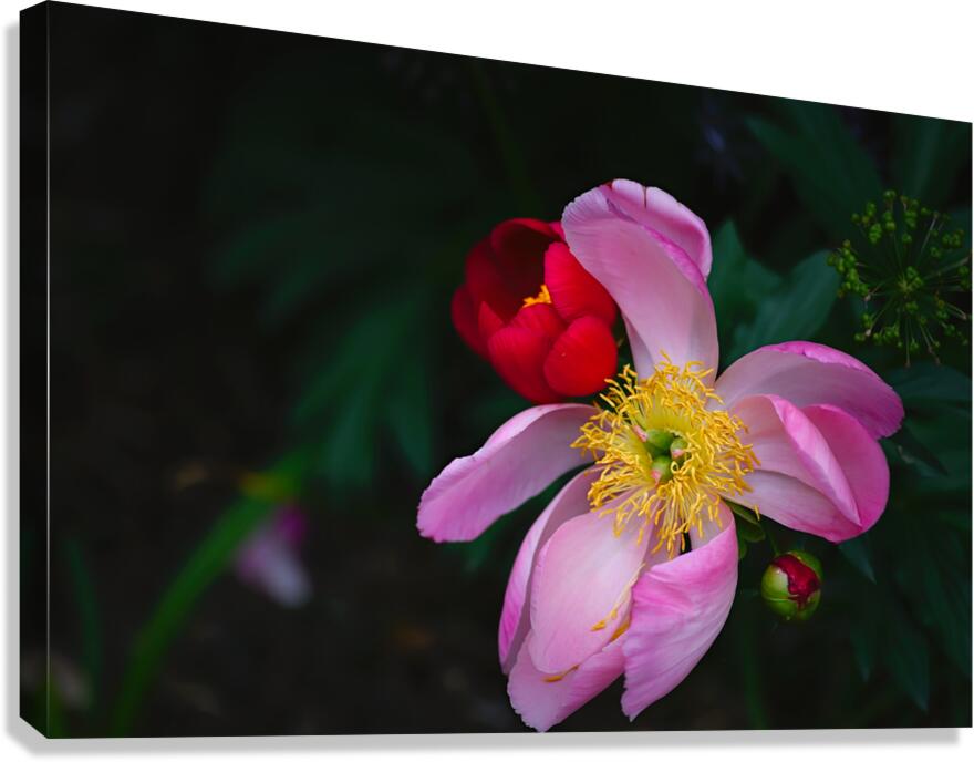 Floral Collection 3 Canvas Print