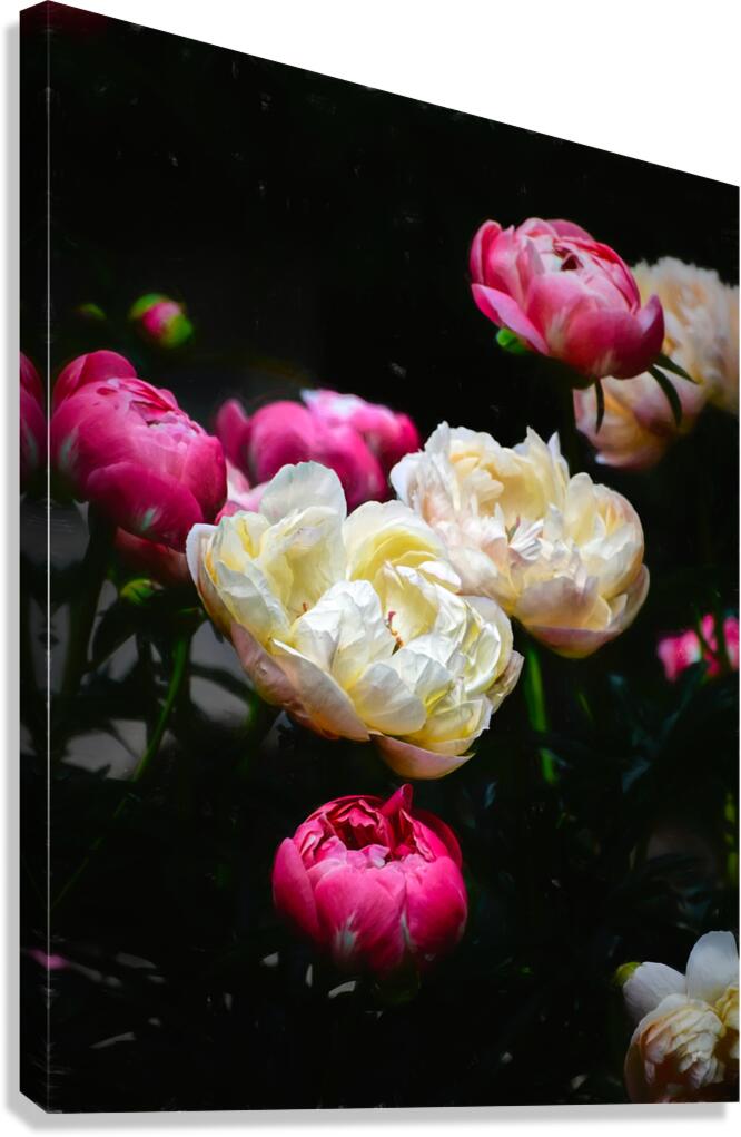 Floral Collection 4 Canvas Print