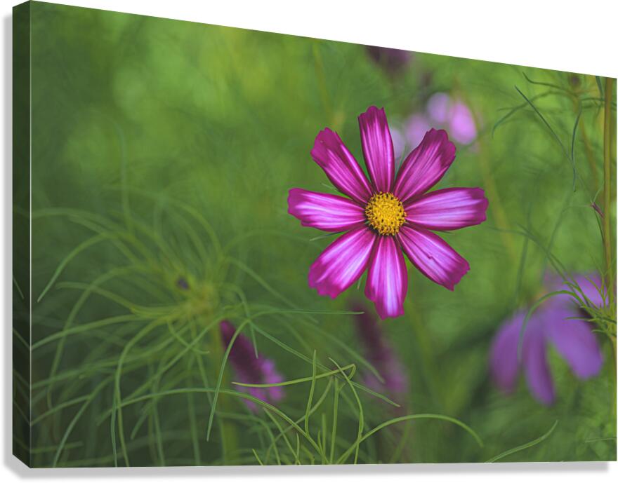 Floral Collection 5 Canvas Print