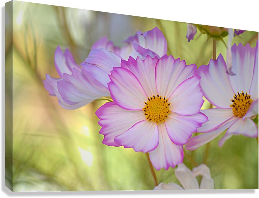 Floral Collection 1 Canvas Print