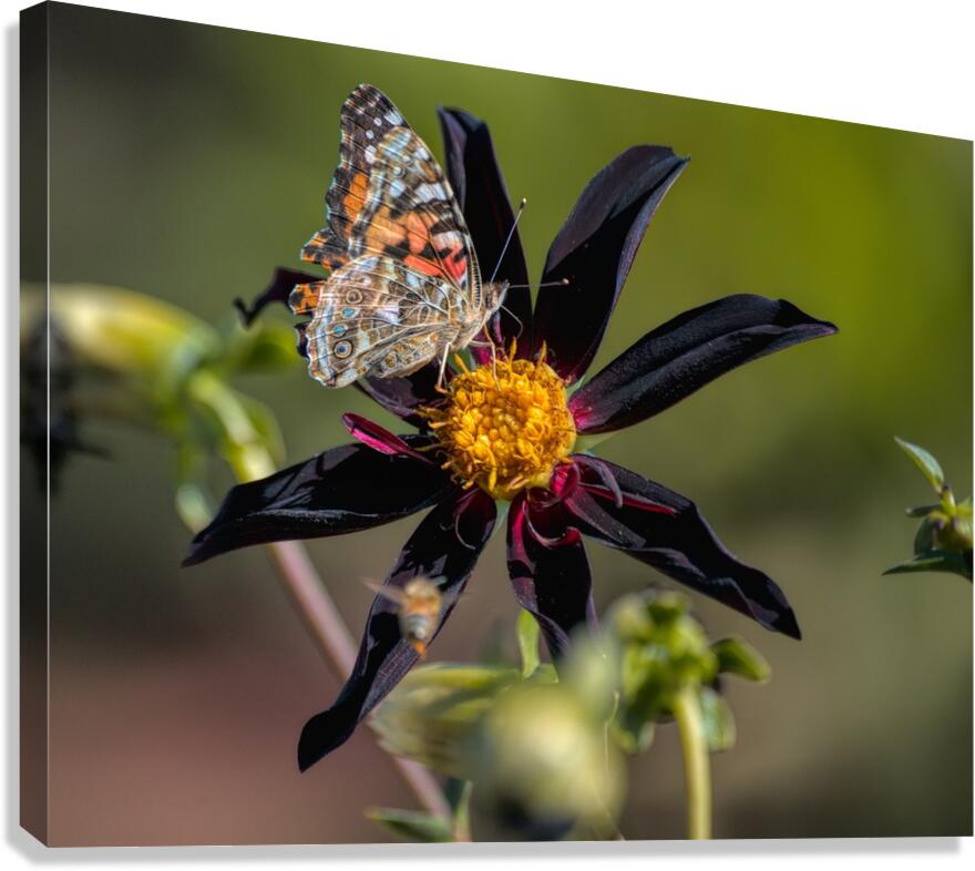 Floral Collection 3 Canvas Print