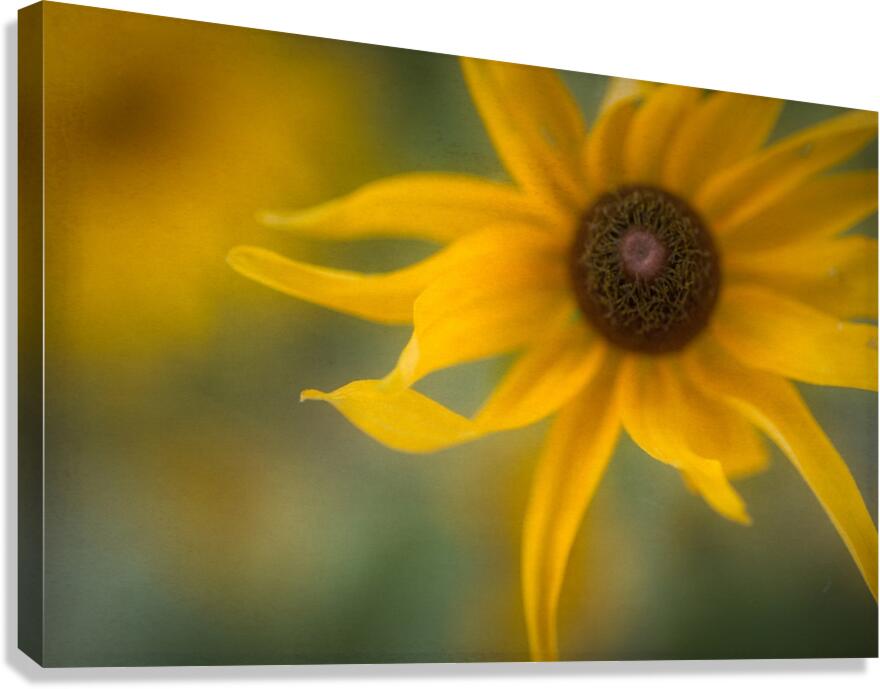 Floral Collection 4 Canvas Print