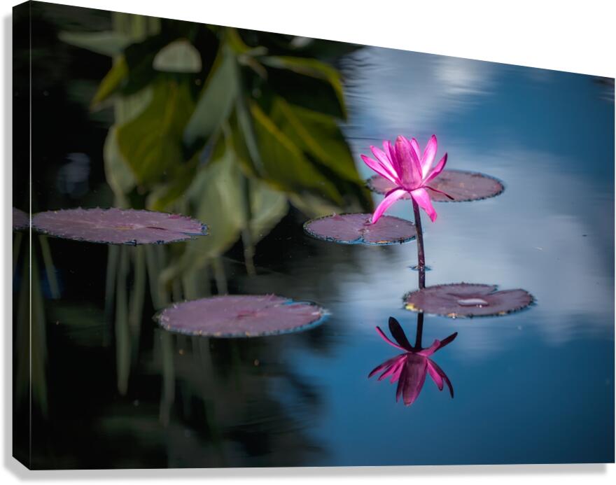Floral Collection 6 Canvas Print