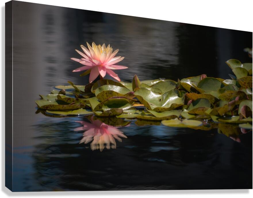 Floral Collection 8 Canvas Print
