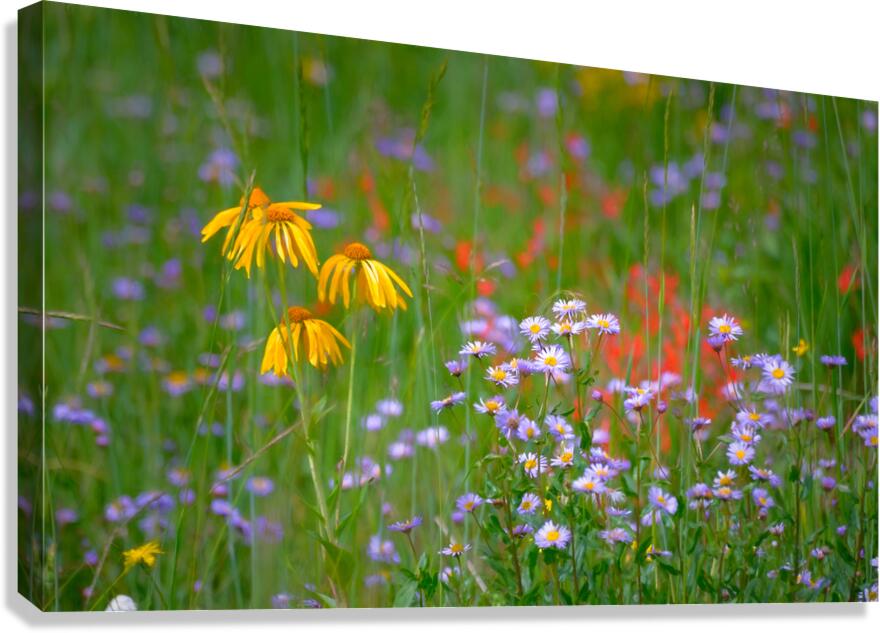 Floral Collection 1 Canvas Print