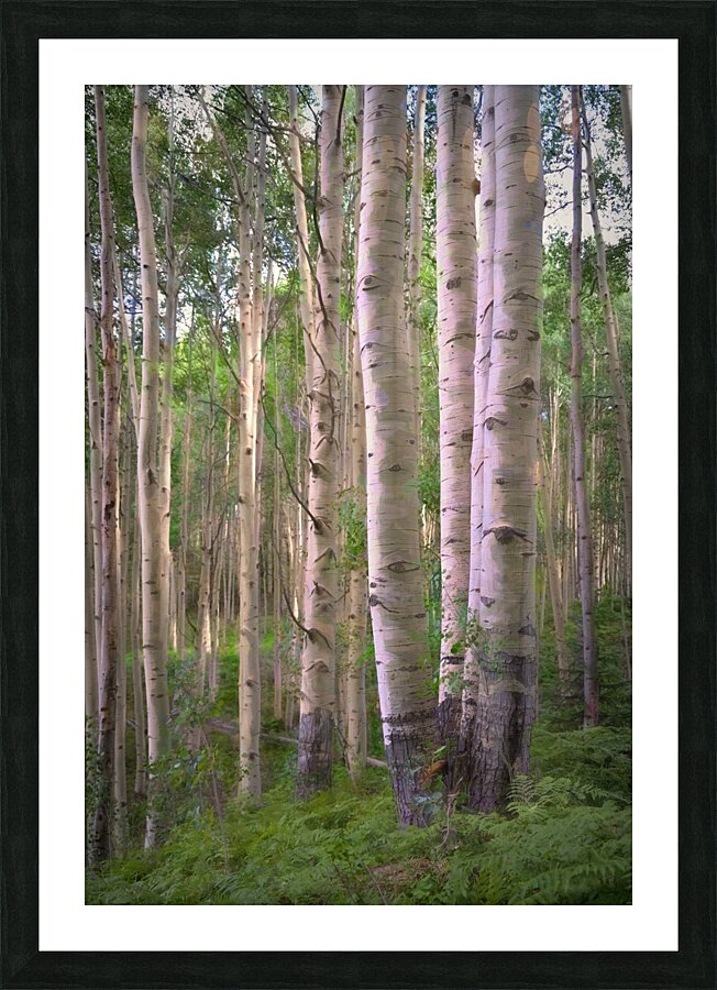 Colorado Landscapes 27 Picture Frame print
