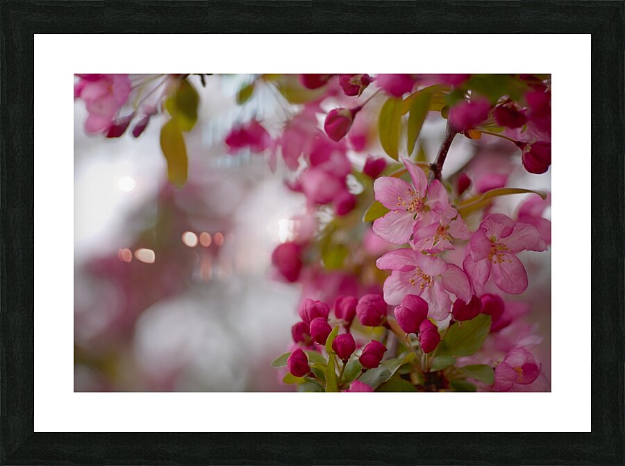 Floral Collection 2 Picture Frame print