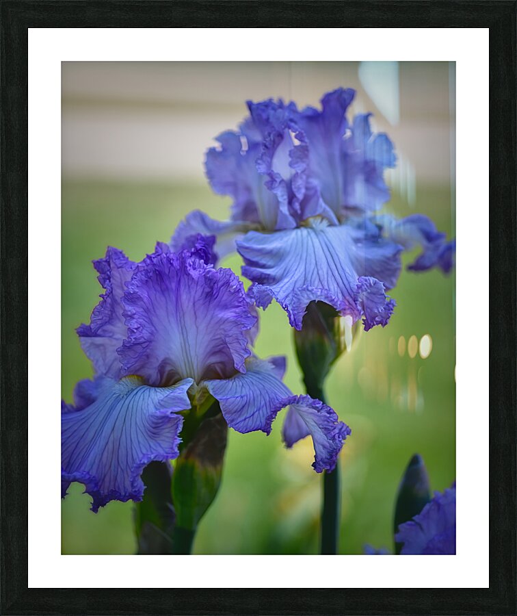 Floral Collection 2 Picture Frame print